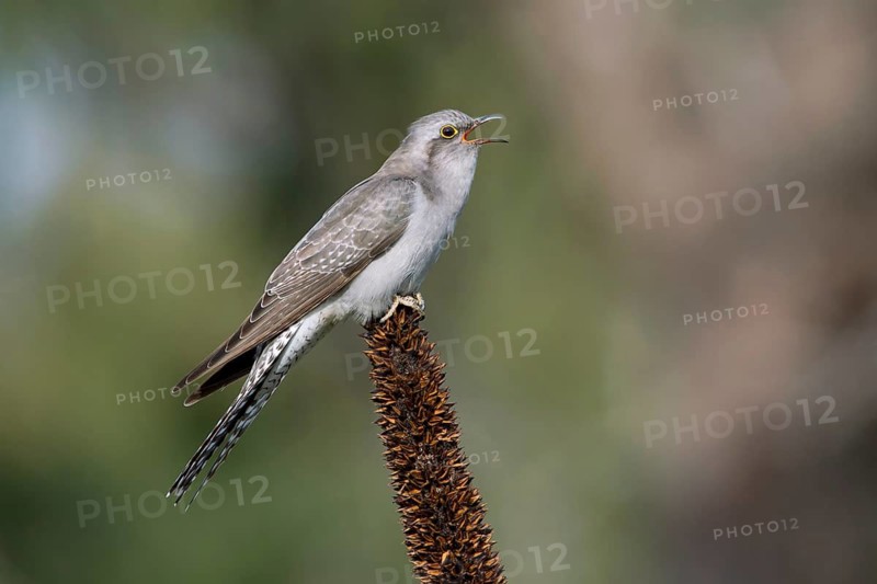 Pallid Cuckoo (Cacomantis pallidus) calling, Victoria, Australia