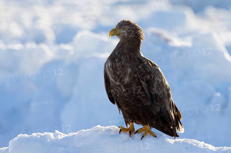 White-tailed Eagle (Haliaeetus albicilla) on snow, Hokkaido, Japan