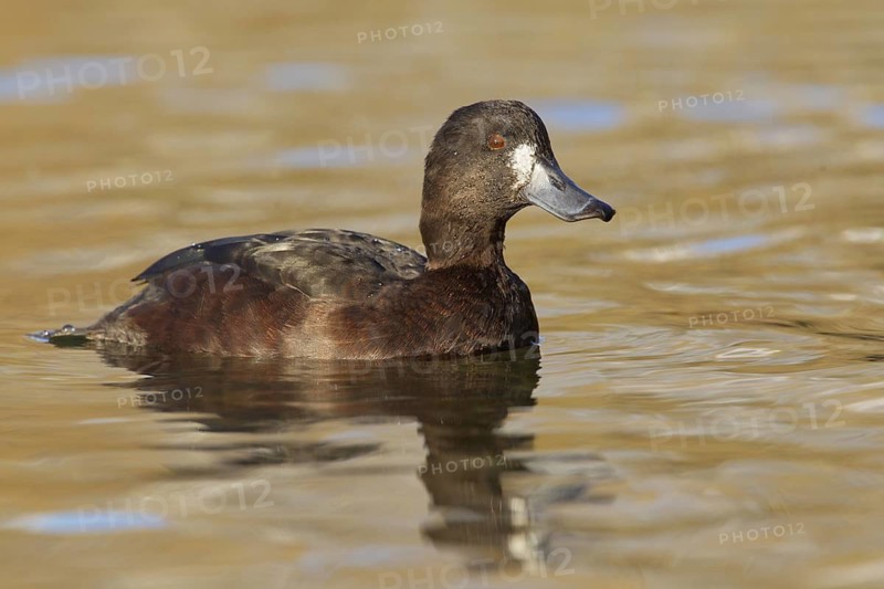 New Zealand Scaup (Aythya novaeseelandiae) female, New Zealand