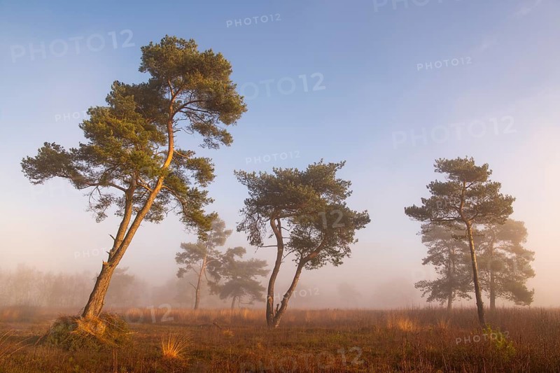 Pine (Pinaceae) in the moor with fog, nature reserve, Vernner Moor, Neuenkirchen-Vörden, Lower Saxony, Germany