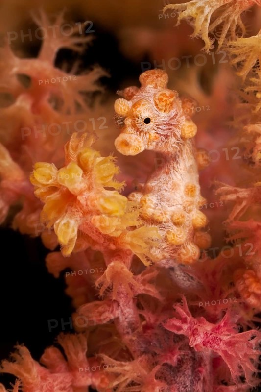 Zwerg-Seepferdchen, Hippocampus bargibanti Pygmy Seahorse, Hippocampus bargibanti