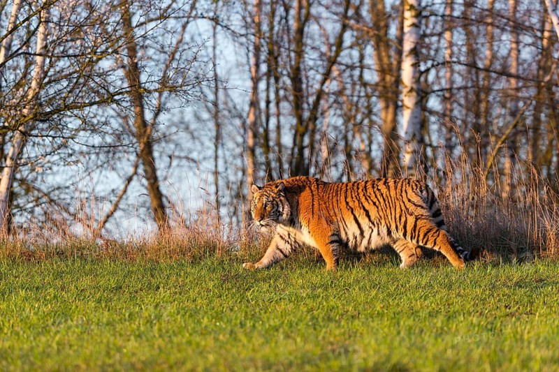 One young female Siberian Tiger, Panthera tigris altaica, running on a green meadow in front of tall dry grass and a forest. Early morning light