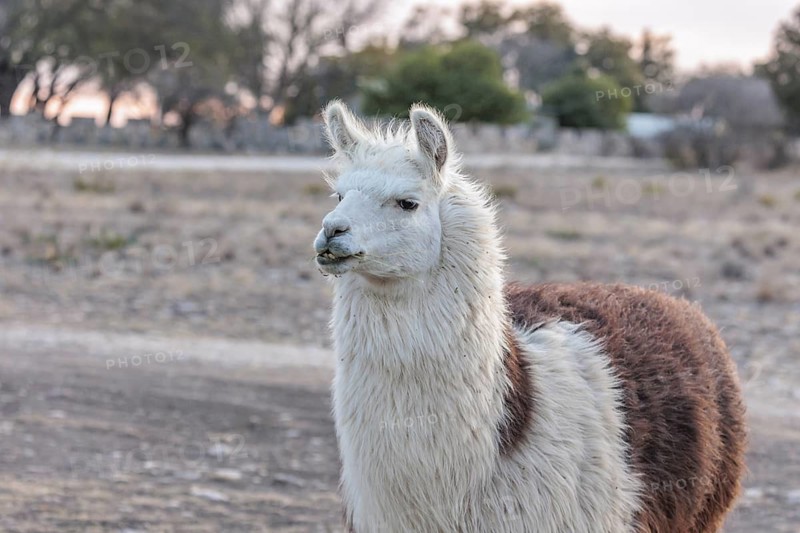 Domesticated alpaca livestock helps to protect goats from predators on a ranch in Sonora, Texas, USA