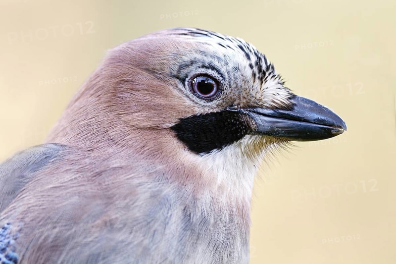 Eurasian Jay (Garrulus glandarius), Asturias, Spain