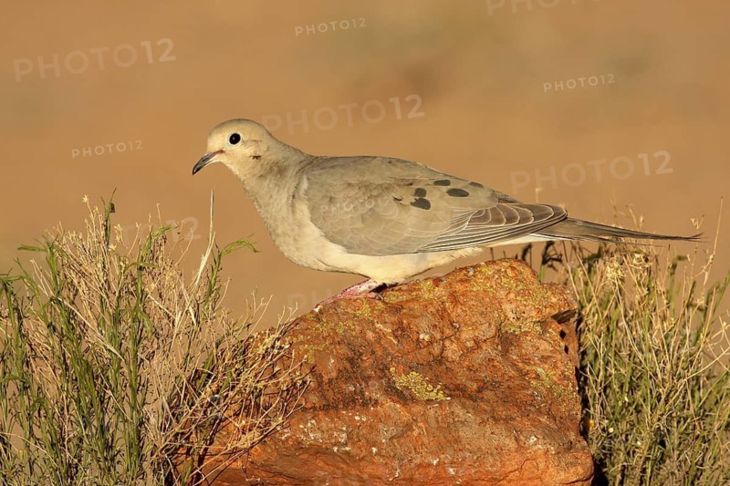 Mourning Dove (Zenaida macroura), Arizona, USA