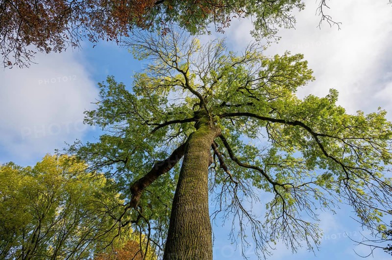 Autumn European ash (Fraxinus excelsior) Mecklenburg-Western Pomerania, Germany