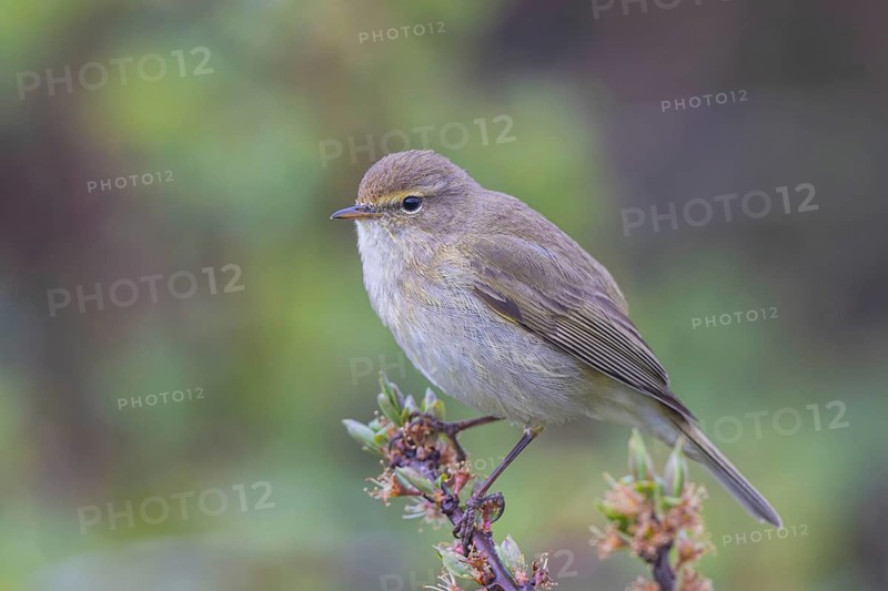 Common Chiffchaff (Phylloscopus collybita) perched on a branch, North Rhine-Westphalia, Germany