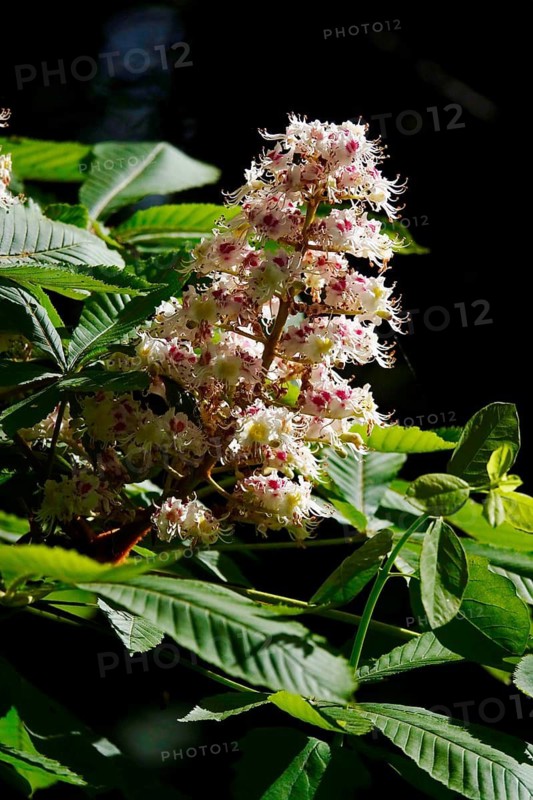 Blooming chestnut tree, May, Germany