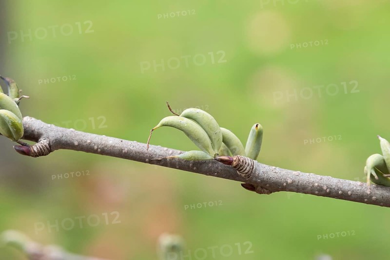 Cake tree (Cercidiphyllum japonicum 'Peach'), New Botanical Garden, Czech Republic