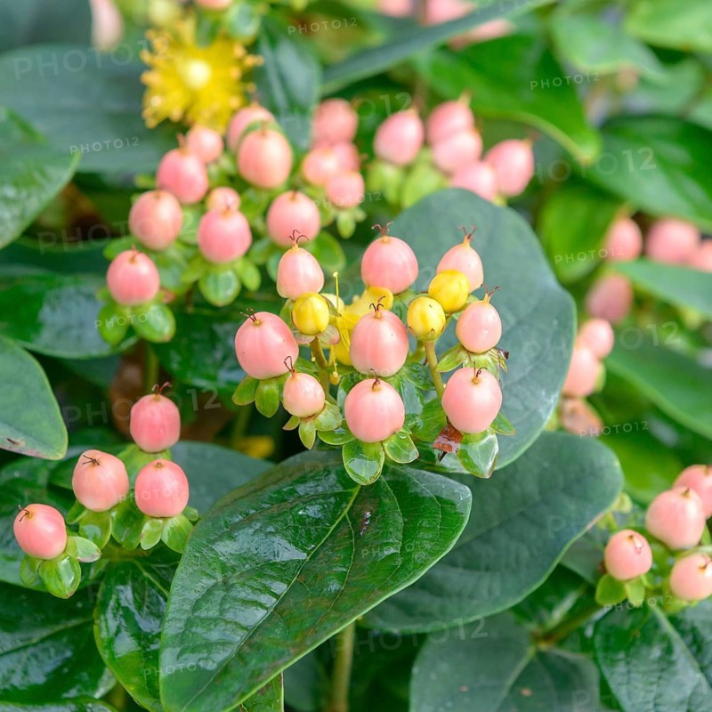St John's wort (Hypericum × inodorum MAGICAL BEAUTY), Hooftmann Nursery, Netherlands