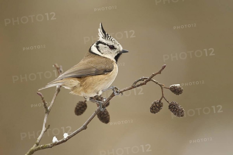 European Crested Tit (Lophophanes cristatus), Rhineland-Palatinate, Germany