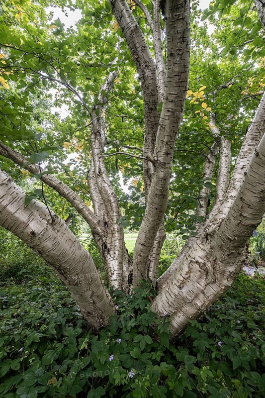 Transcaucasian birch (Betula medwediewii), Berggarten Hannover, Lower Saxony, Germany