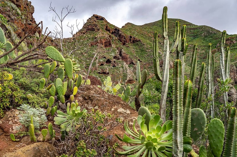 Landscape along the hiking trail from Punta del Hidalgo to Chinamada, Tenerife, Canary Islands, Spain