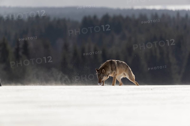 One male eurasian gray wolf (Canis lupus lupus) walking thru deep snow with a forest in the background