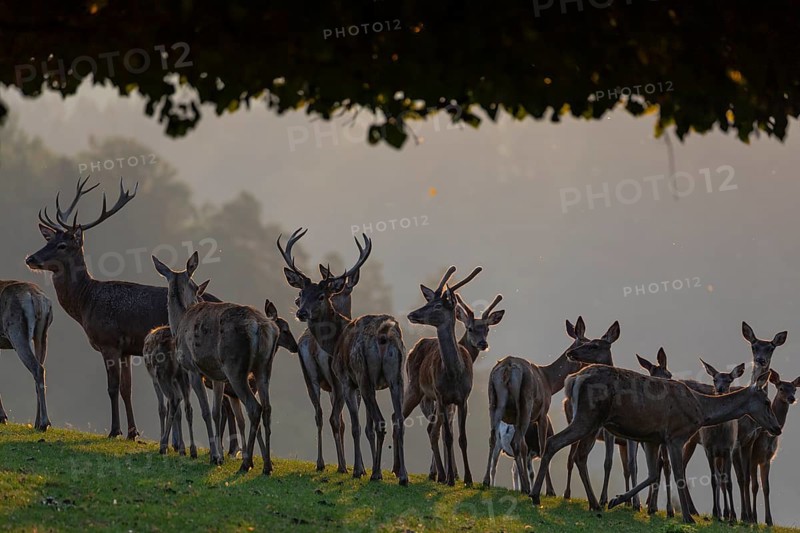 A herd of red deer (Cervus elaphus) standing on a meadow under a tree in backlit condition. Fog in the background
