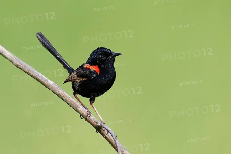 Red-backed Fairywren (Malurus melanocephalus) male, Queensland, Australia