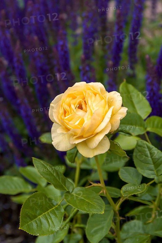 Bedding rose (Rosa ABSOLUTELY FABULOUS)