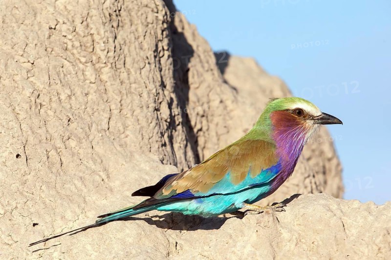 Africa, Botswana, Fork-tailed Roller, Coracias caudatus, Botswana
