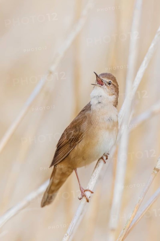 Rohrschwirl, Locustella luscinioides Savi's, warbler, Locustella luscinioides