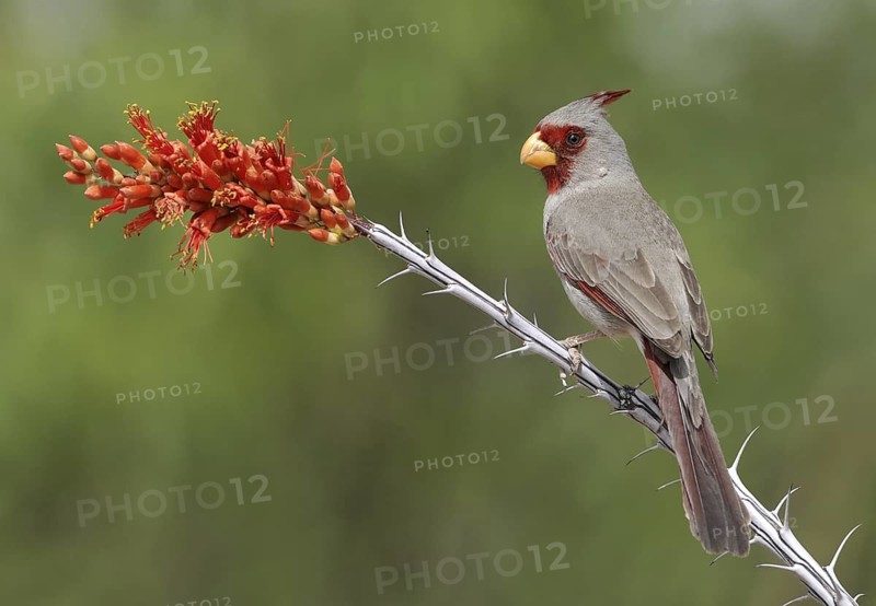Pyrrhuloxia (Cardinalis sinuatus) male, Texas, USA