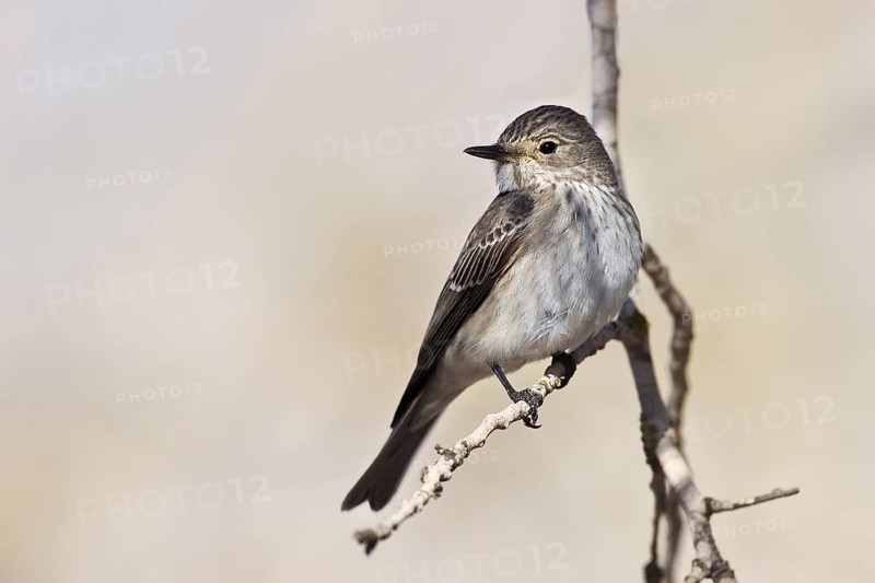 Spotted Flycatcher (Muscicapa striata), Lehavim Forest, Israel