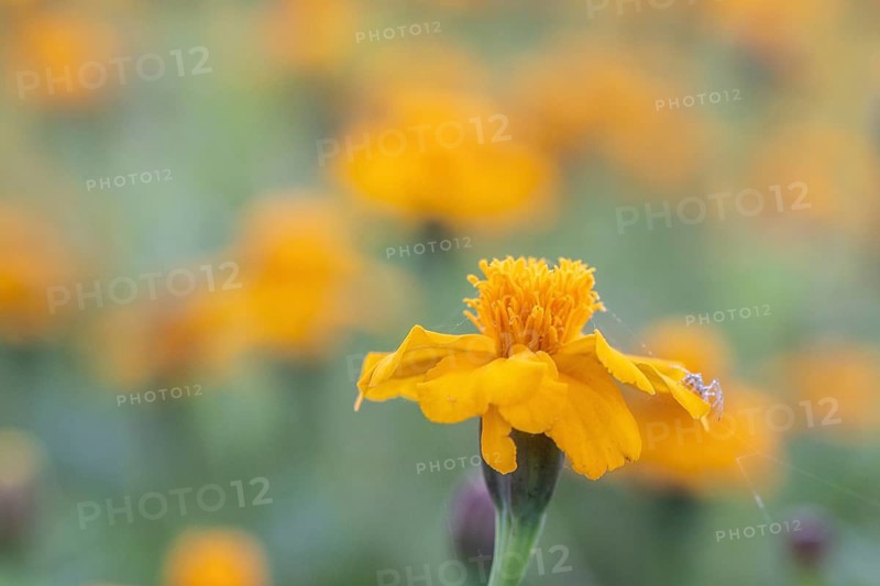 Marigolds (Tagetes), Emsland, Lower Saxony, Germany