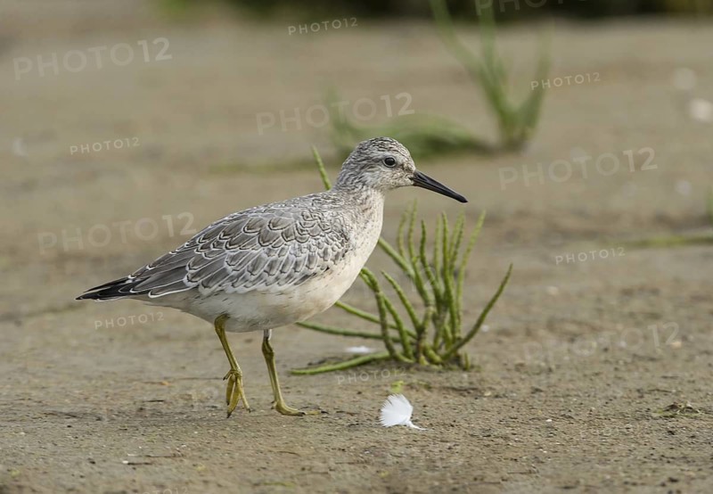 Red Knot (Calidris canutus), Schleswig-Holstein, Germany