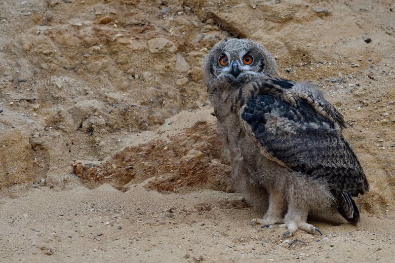 Eurasian Eagle-Owl (Bubo bubo) juvenile, North Rhine-Westphalia, Germany