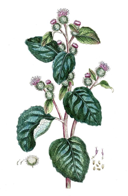 Arctium lappa, Greater burdock, digital reproduction of a historical original, between 1790 and 1810