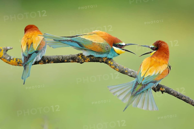 European Bee-eater (Merops apiaster) wrangling, Andalusia, Spain