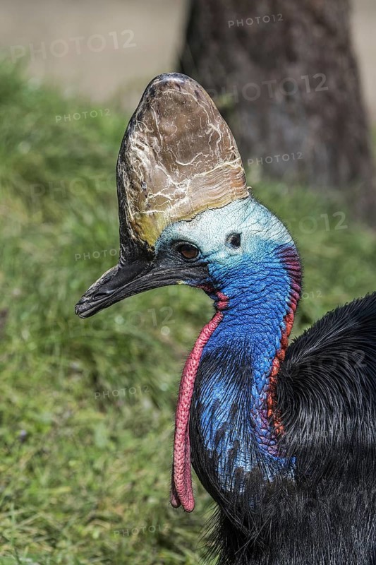 Southern cassowary, double-wattled cassowary, Australian cassowary (Casuarius casuarius) native to Indonesia, New Guinea and northeastern Australia