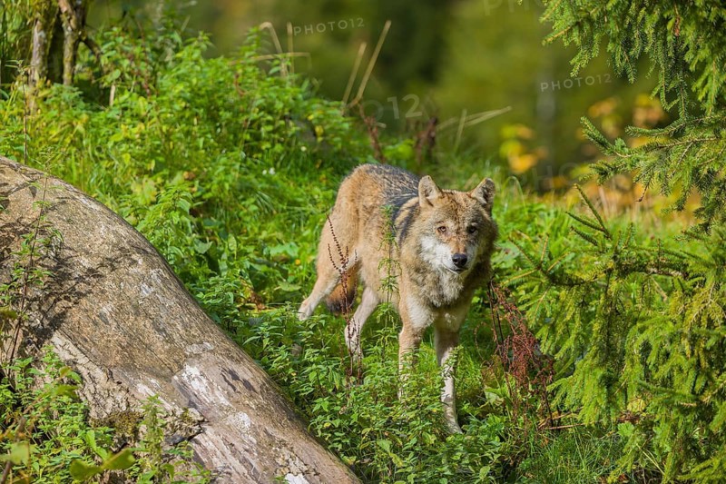 One eurasian gray wolf (Canis lupus lupus) standing in green vegetation. Some fall colours in the background