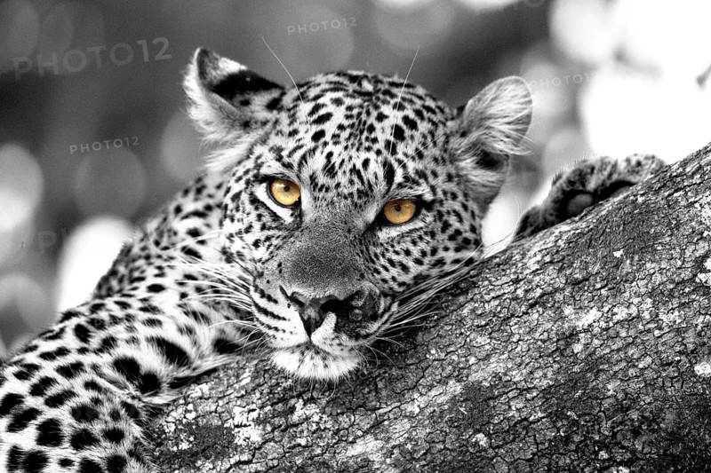 Injured leopard (Panthera pardus) on a tree, looks straight at the camera, black and white apart from the golden eyes, Botswana