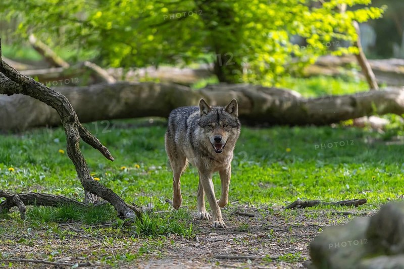 One eurasian gray wolf (Canis lupus lupus) running through an open forest. Grass, logs and trees in the background