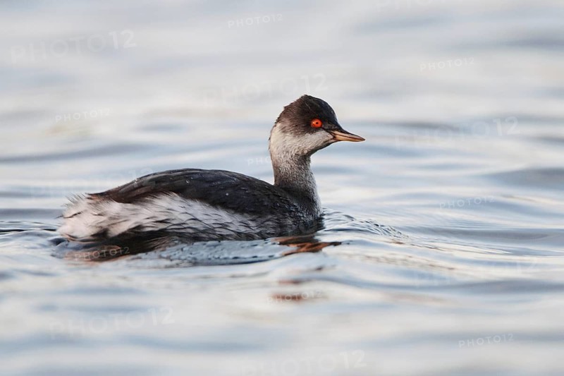 Black-necked Grebe (Podiceps nigricollis), Berlin, Germany