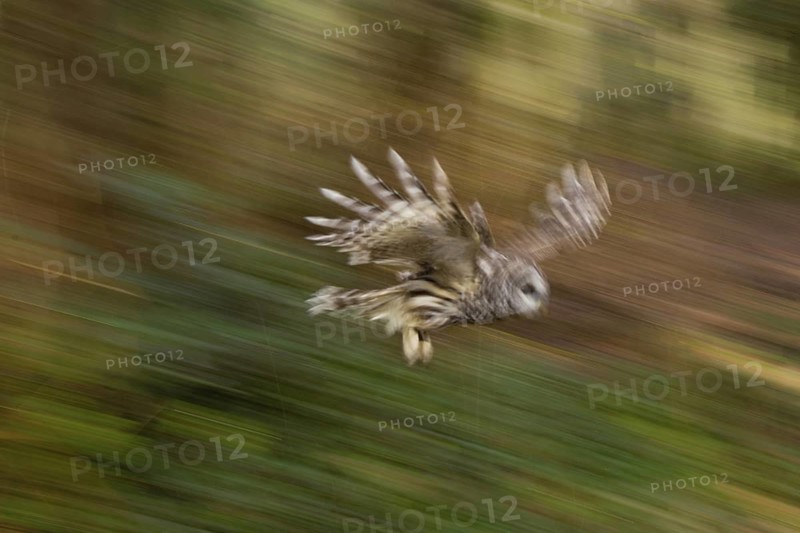 Barred Owl (Strix varia), British Columbia, Canada