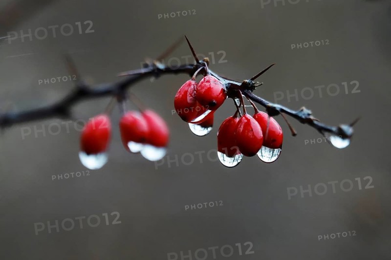 Barberry with water droplets, rainy weather, winter, Germany