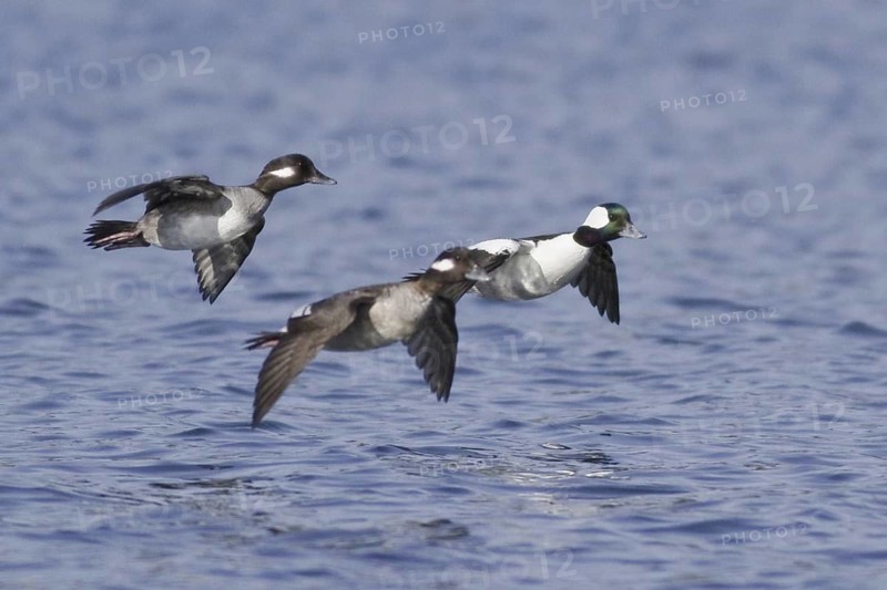 Bufflehead (Bucephala albeola) two females and one male flying, British Columbia, Canada