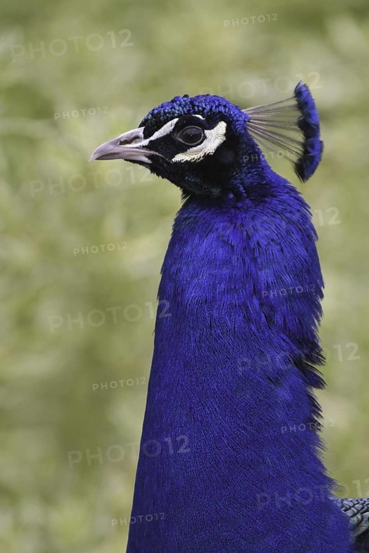Indian Peafowl (Pavo cristatus), Ohio, USA