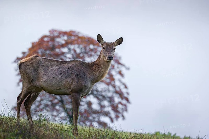 An Altai maral hind, Altai wapiti or Altai elk (Cervus canadensis sibiricus) stands in a meadow in the first light of a foggy day