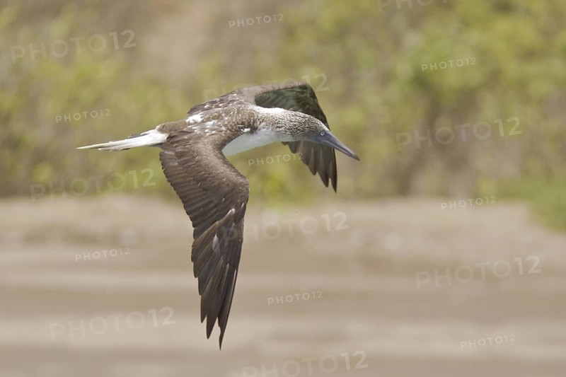 Blue-footed Booby (Sula nebouxii), Ecuador