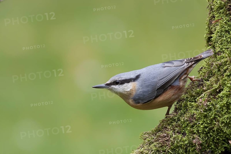 Eurasian Nuthatch (Sitta europaea), Rhineland-Palatinate, Germany