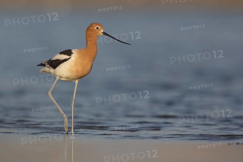 American Avocet (Recurvirostra americana) walking along shoreline, Texas, USA