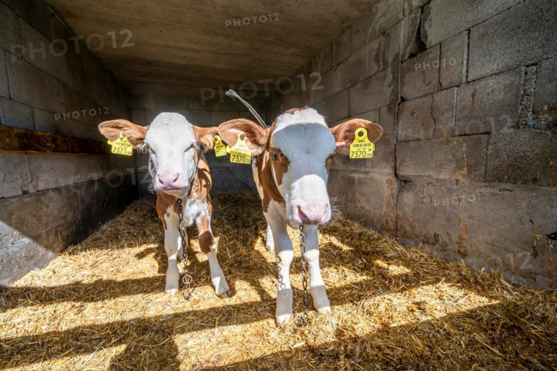 Two calves in the stable, Salzburger Land, Austria