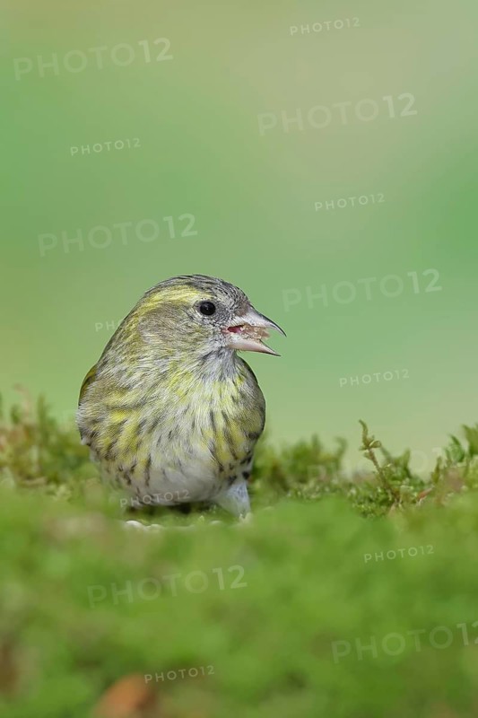Siskin (Carduelis spinus), female foraging on moss, mossy ground, Wilnsdorf, North Rhine-Westphalia, Germany