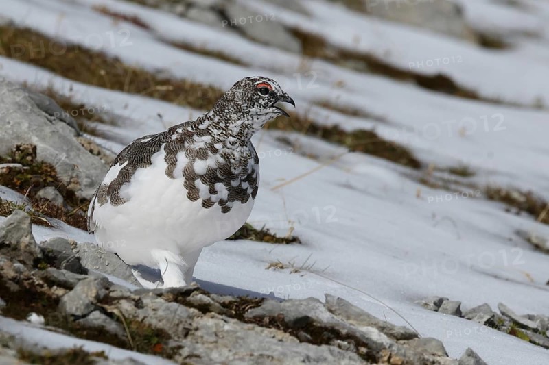 Rock Ptarmigan (Lagopus muta) male, Bavaria, Germany