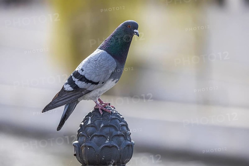A city pigeon sits on a metal pole. Berlin, Germany