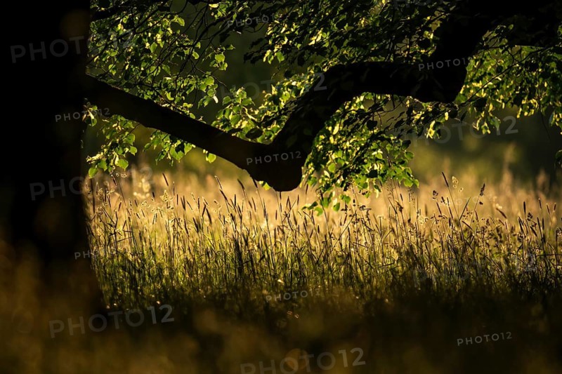 Branch of an oak tree, silhouette, high grass, morning light, Rosensteinpark, Stuttgart, Baden-Württemberg