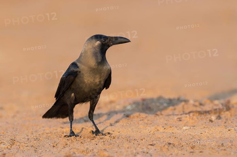 House Crow (Corvus splendens) on ground, Eilat, Israel