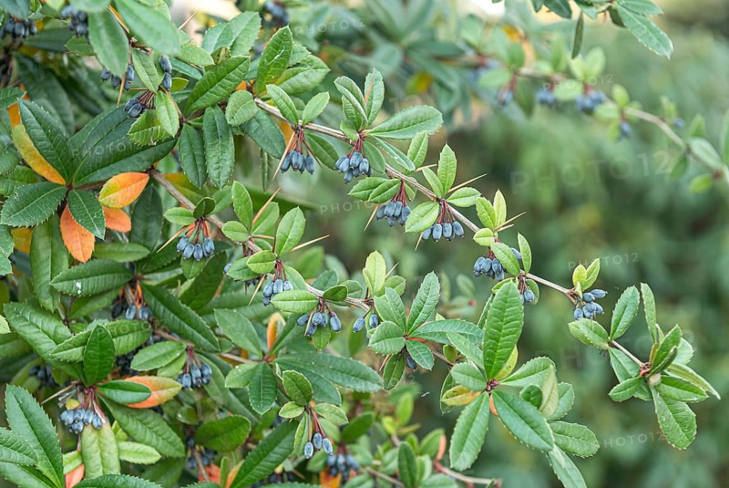 Berberis julianae (Berberis julianae), Germany